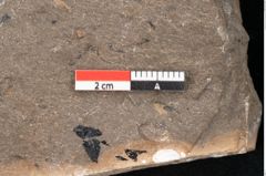 Foto (Detailansicht) von Araucaria sternbergii Goeppert (NHMW-GEO-2024-0188-8296)